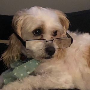 Meet your Posher, Rose